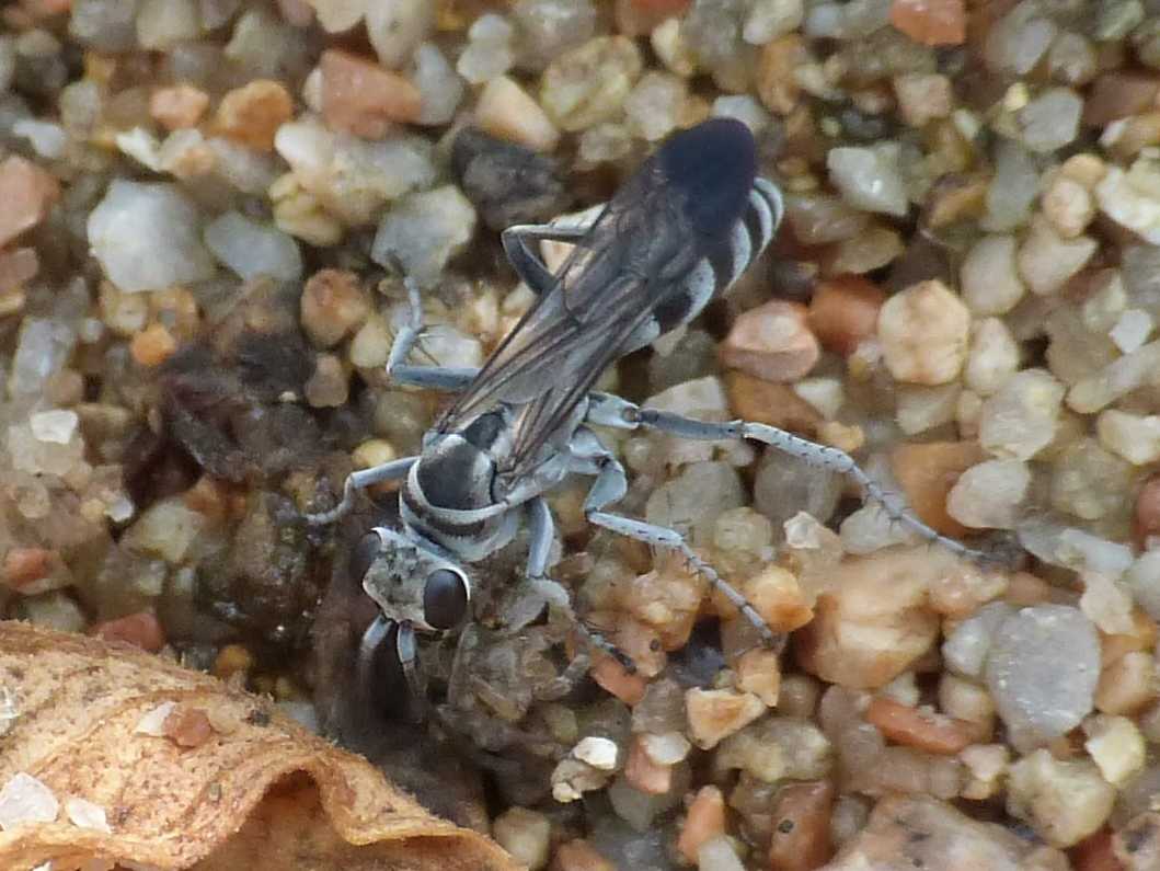 Pompilus cfr cinereus con piccola Arctosa - Palau (OT)